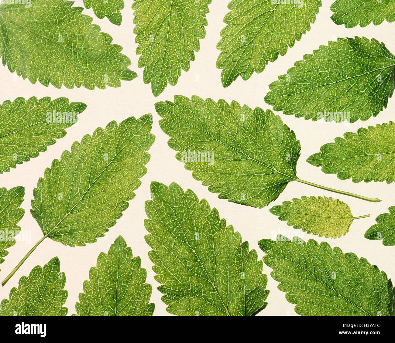 Lemon balm, Melissa officinalis, leaves plant, spice, medicinal plants, herbs, cut outs, green Stock Photo