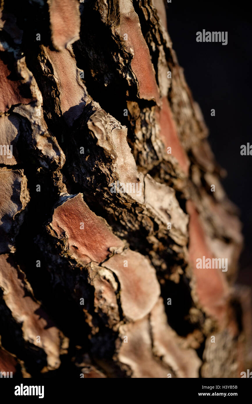 Close up of a pine tree trunk Stock Photo