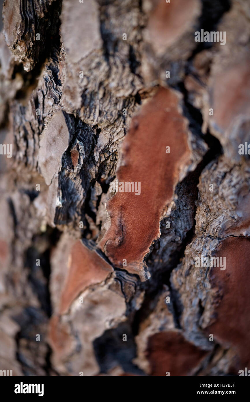 Close up of a pine tree trunk Stock Photo