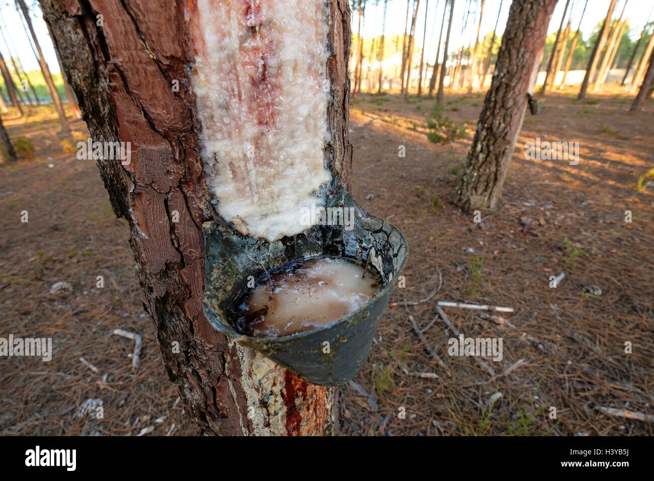 Resin extraction on pine tree Stock Photo - Alamy