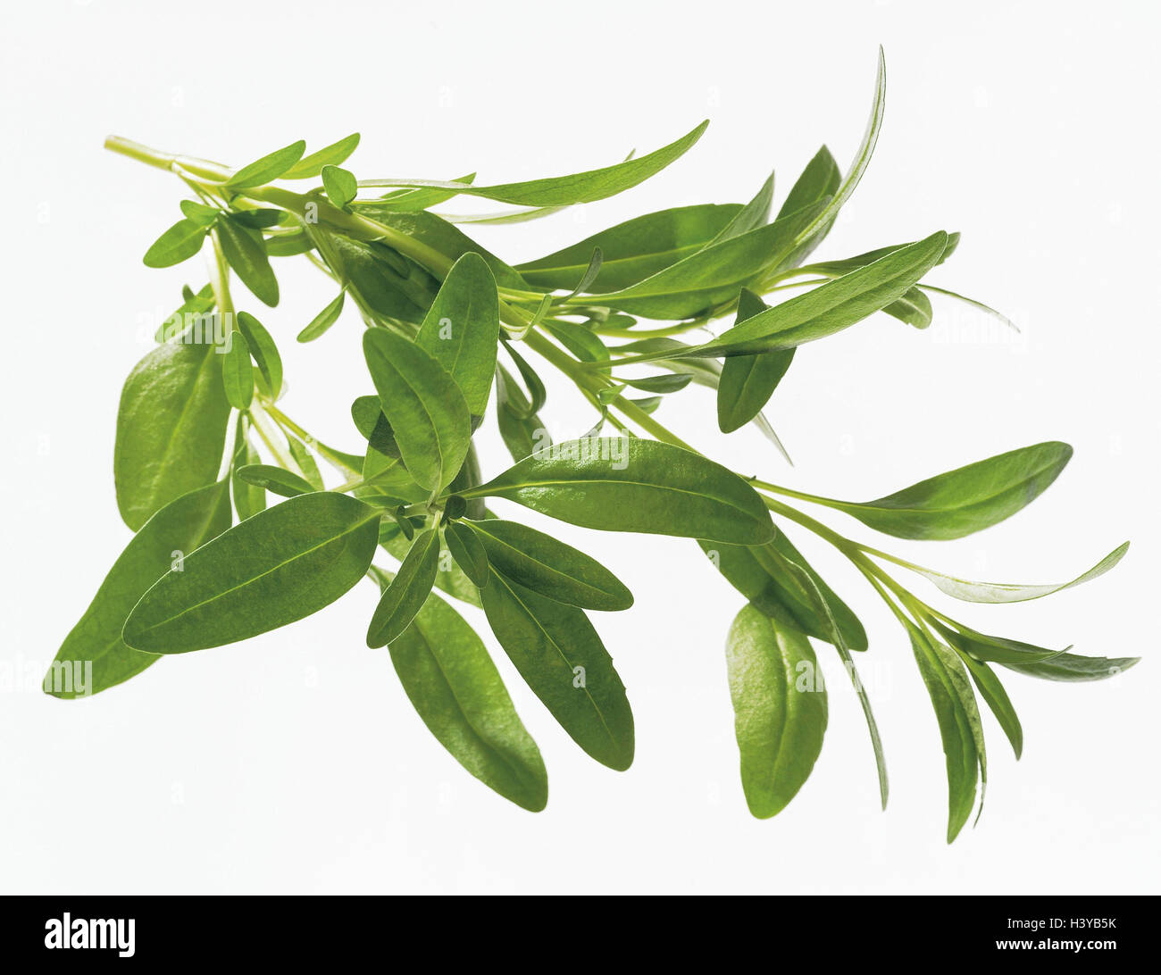 Hyssop, Hyssopus officinalis, branch, leaves, Isop, herbs, Josefskraut