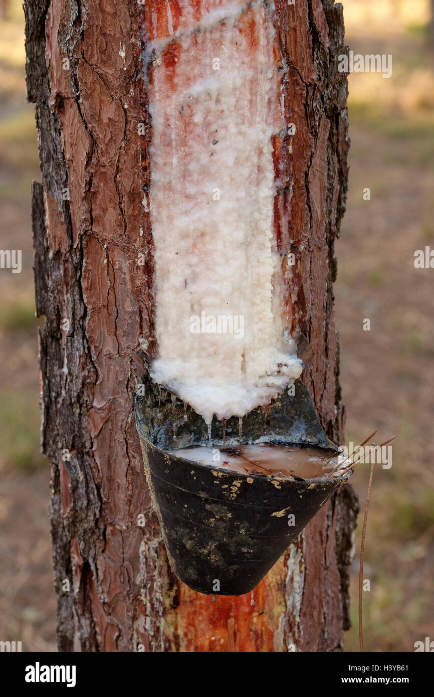 Resin extraction on pine tree Stock Photo