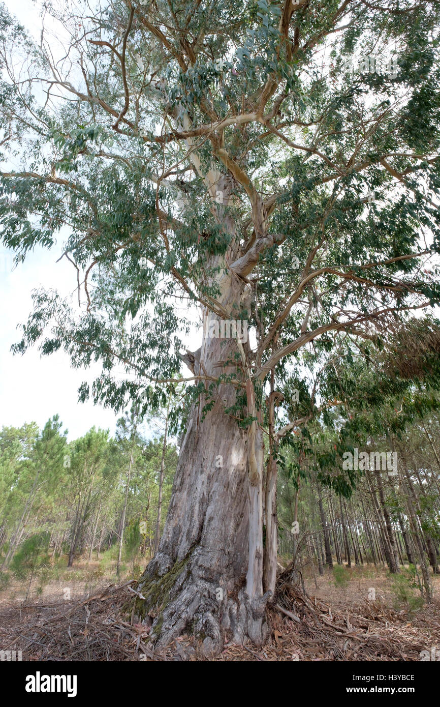 Large eucalyptus tree Stock Photo - Alamy