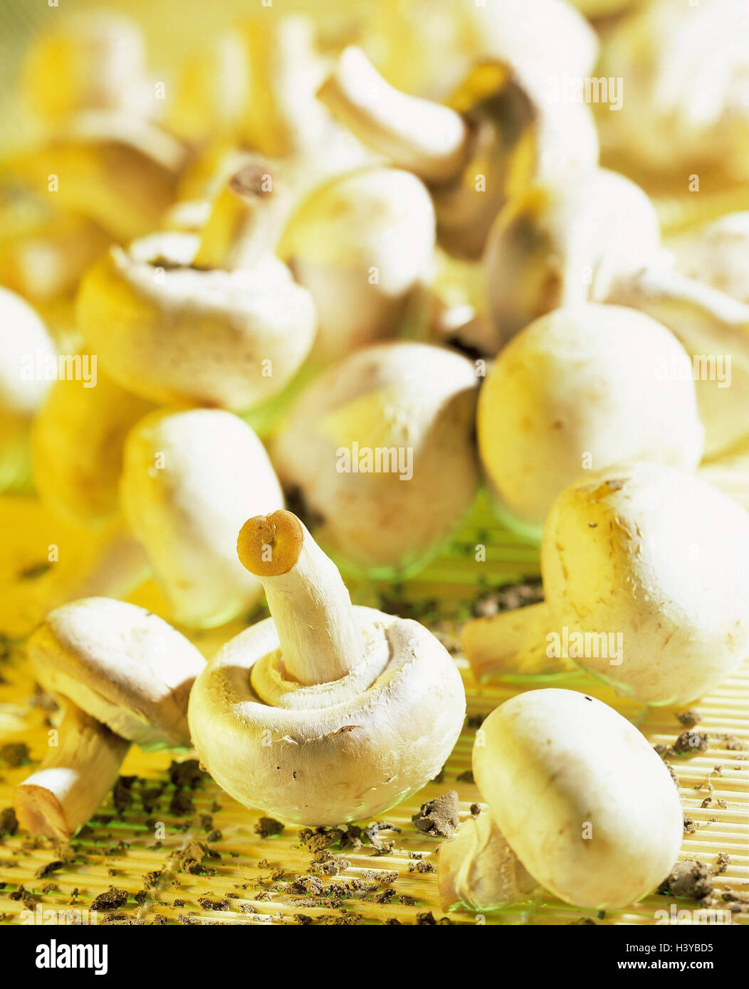 Breeding champignons, white, Agaricus bisporus edible mushrooms, fungi