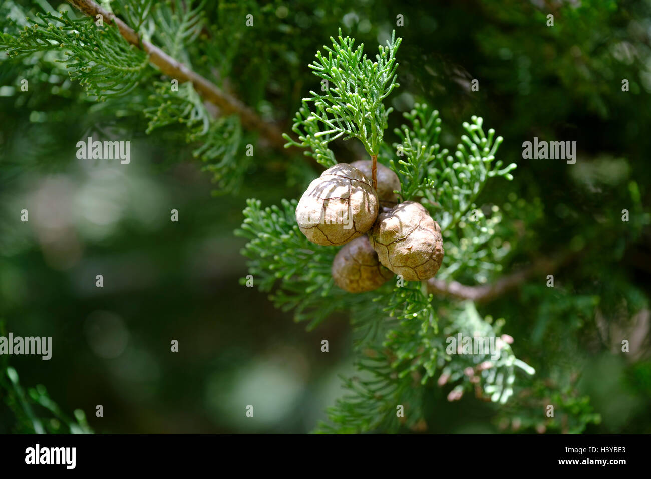 Cypress tree cones Stock Photo Alamy