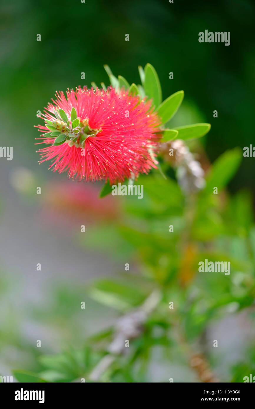 Bottlebrush plant (Callistemon citrinus) Stock Photo