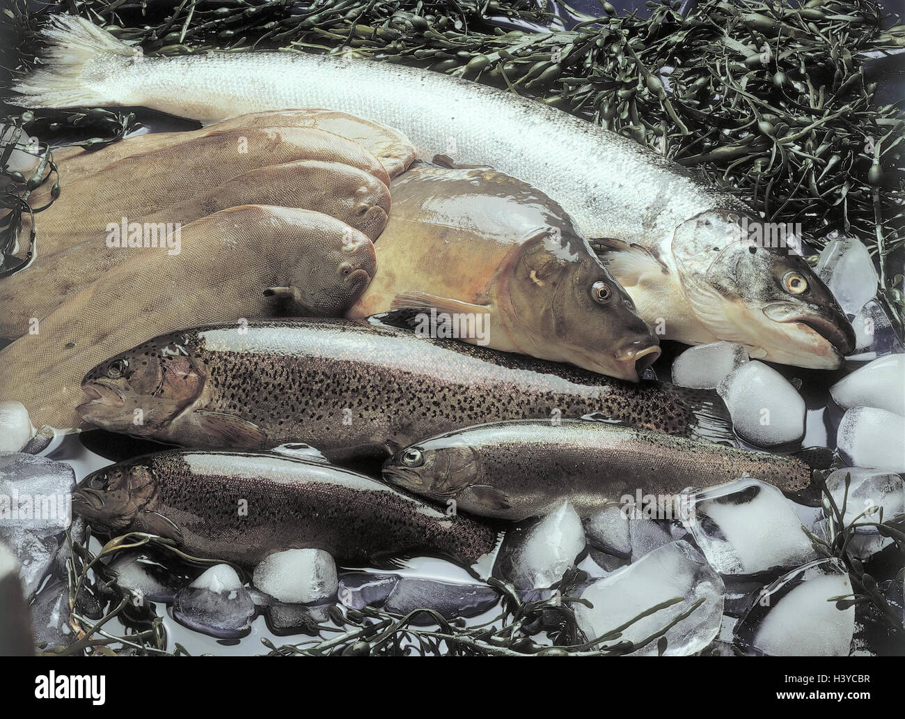 ice, seaweed, food fish, Still life, food, eat, fish, fish, freshwater