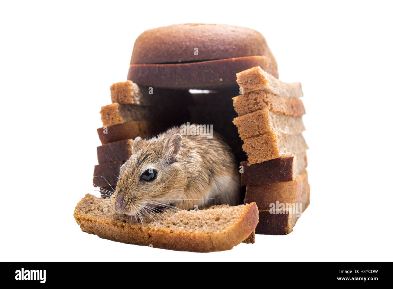 Mouse eats bread hires stock photography and images Alamy