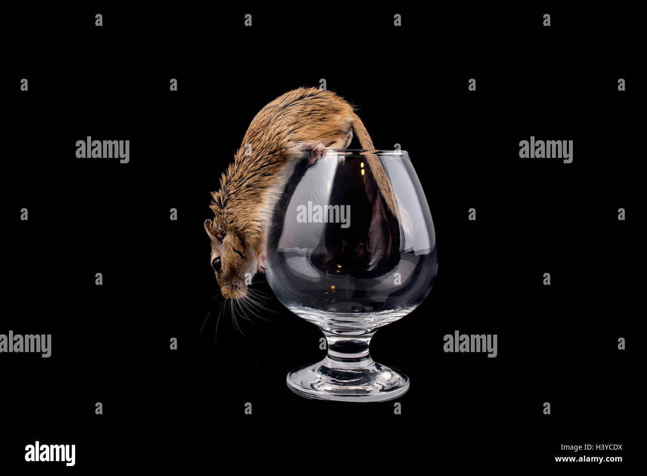 Black lab mouse hires stock photography and images Alamy