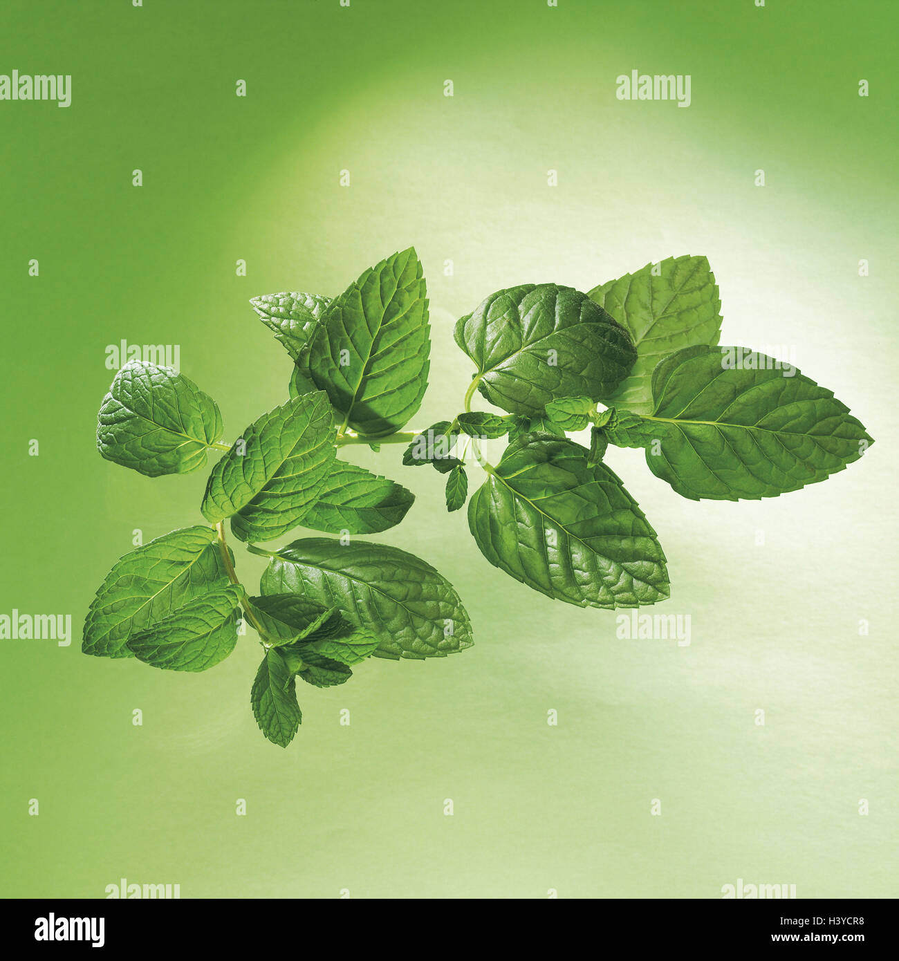 Peppermint, Mentha piperita, leaves medicament plant the year 2004