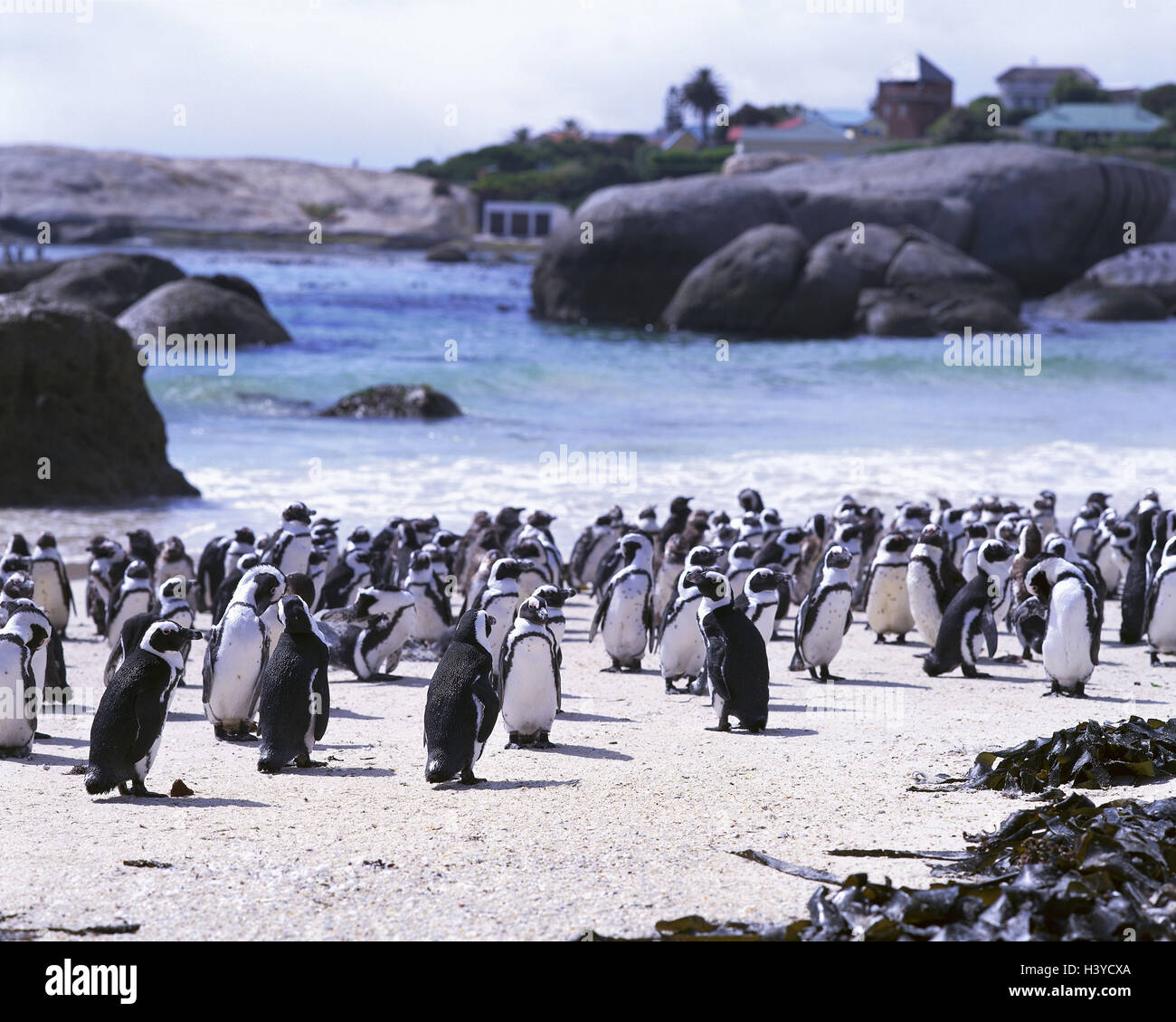 South, Africa, cape region, Simonstown, town view, Boulders Beach ...