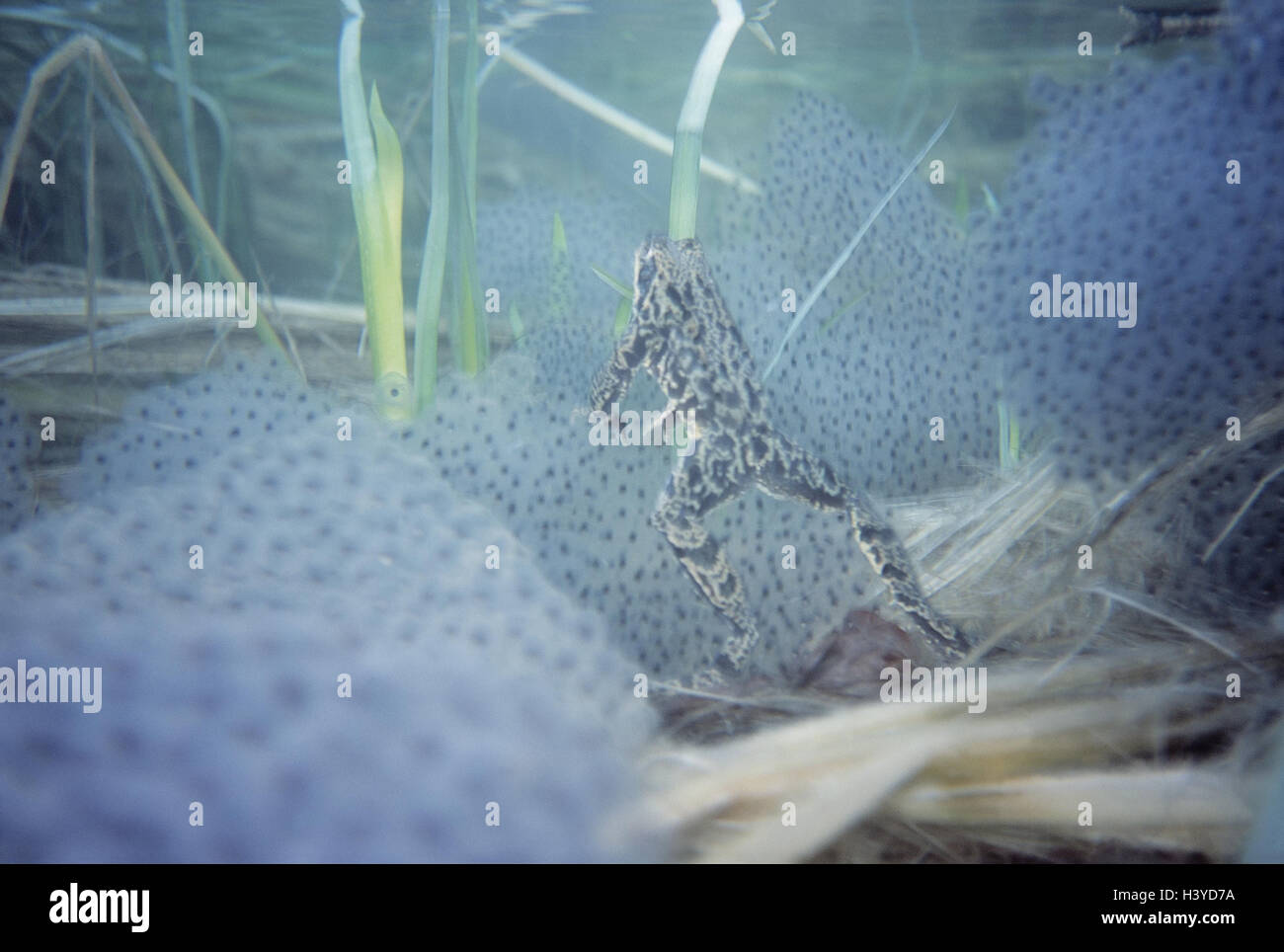 Grass frog, Rana temporaria, spawning season, egg-laying, pond, underwater recording, under water, animals, amphibians, Amphibians, frog Amphibians, Ranidae, frogs, reproduction, increase, spawn, ablaichen, eggs, egg-laying, frog eggs, frogspawn, spawn, s Stock Photo