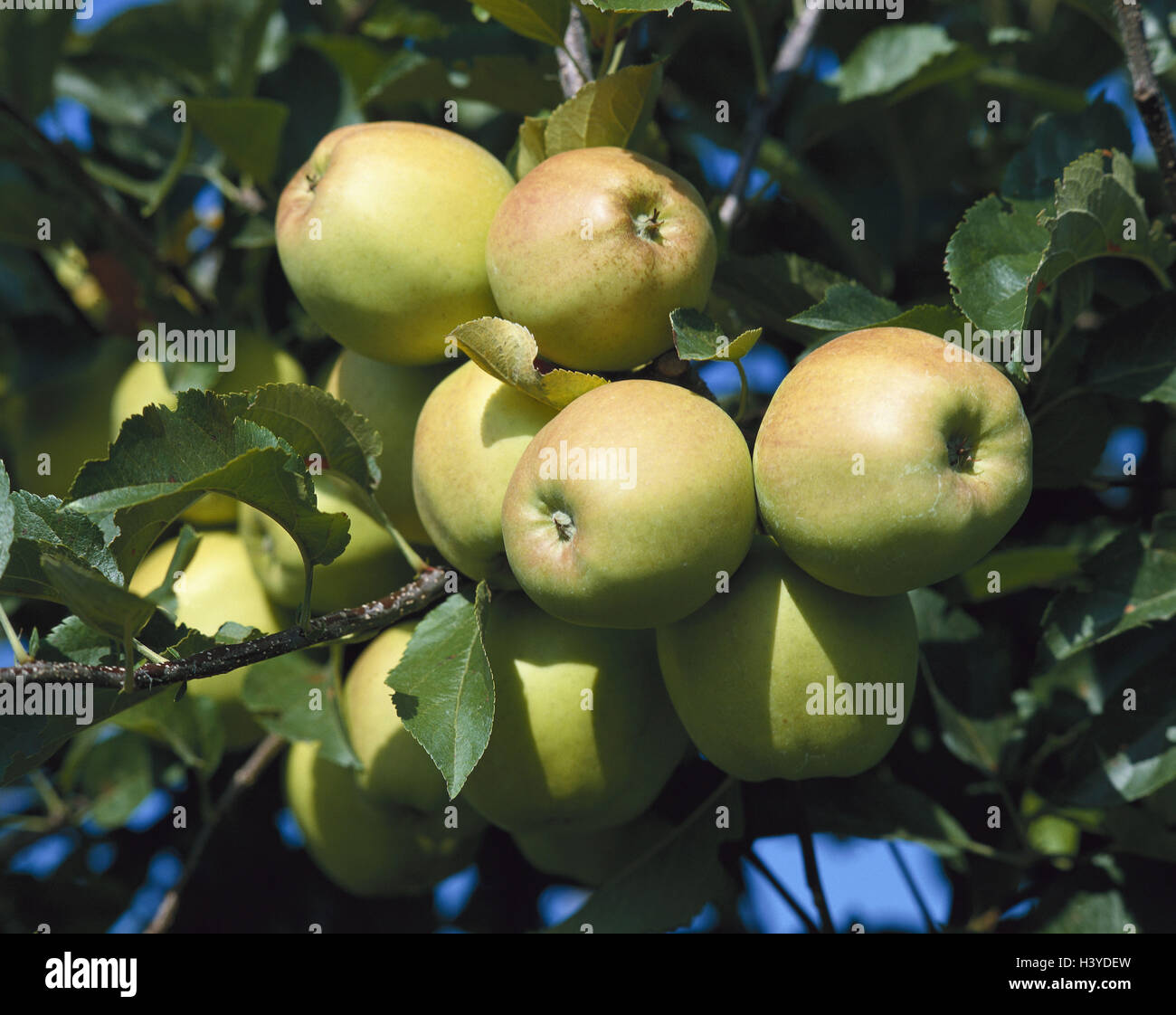 Apple-tree, branch, Golden Delicious, nature, botany, tree, fruit-tree ...