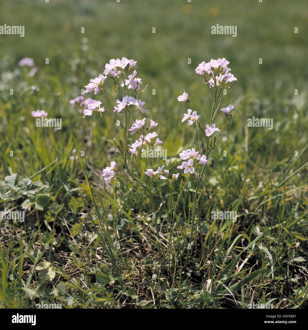 Lady's smock, Cardamine pratensis, flower of 2006, meadow, nature, botany, flora, meadow, spring flowers, flowers, plants, lady's smock, froth herb, spring, nature, blossom, season, Stock Photo