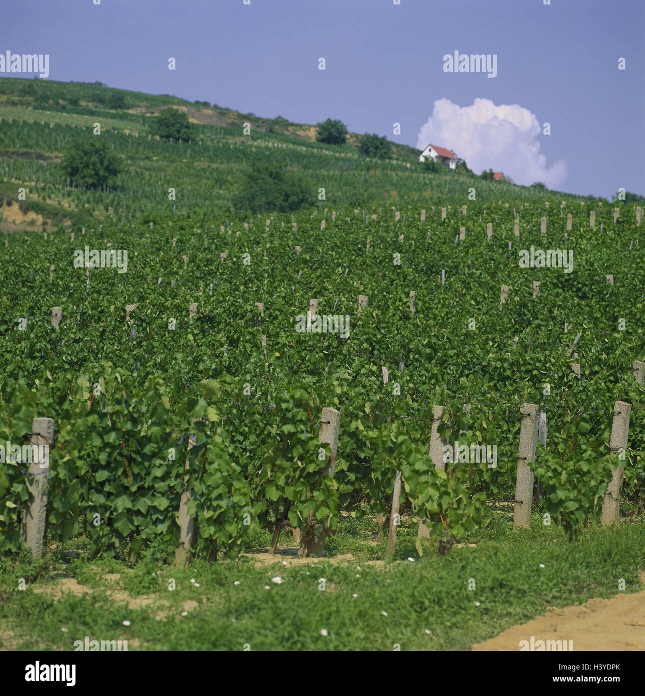 Hungary, Tokaj, viticulture, Central Europe, wine-growing area, wine-growing area, annex, wine, vineyard, vines, vines, agriculture, economy, plants, useful plants, outside Stock Photo