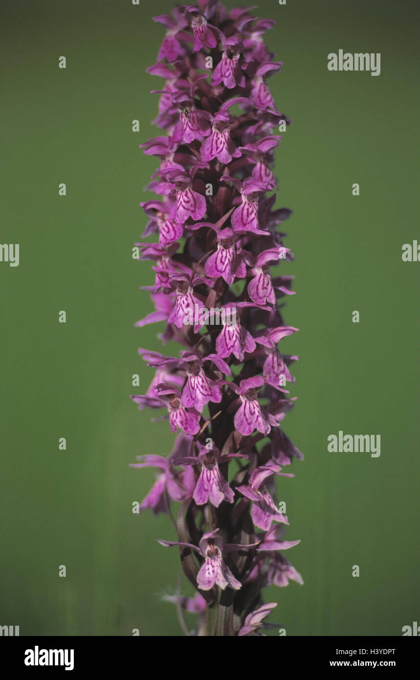 Orchis, Dactylorhiza spec., detail, Europe, Germany, Bavaria, Allgäu, plant, flower, blossoms, orchid genus, Dactylorhiza hybrid, Orchis spec., nature conservation, blossom Stock Photo