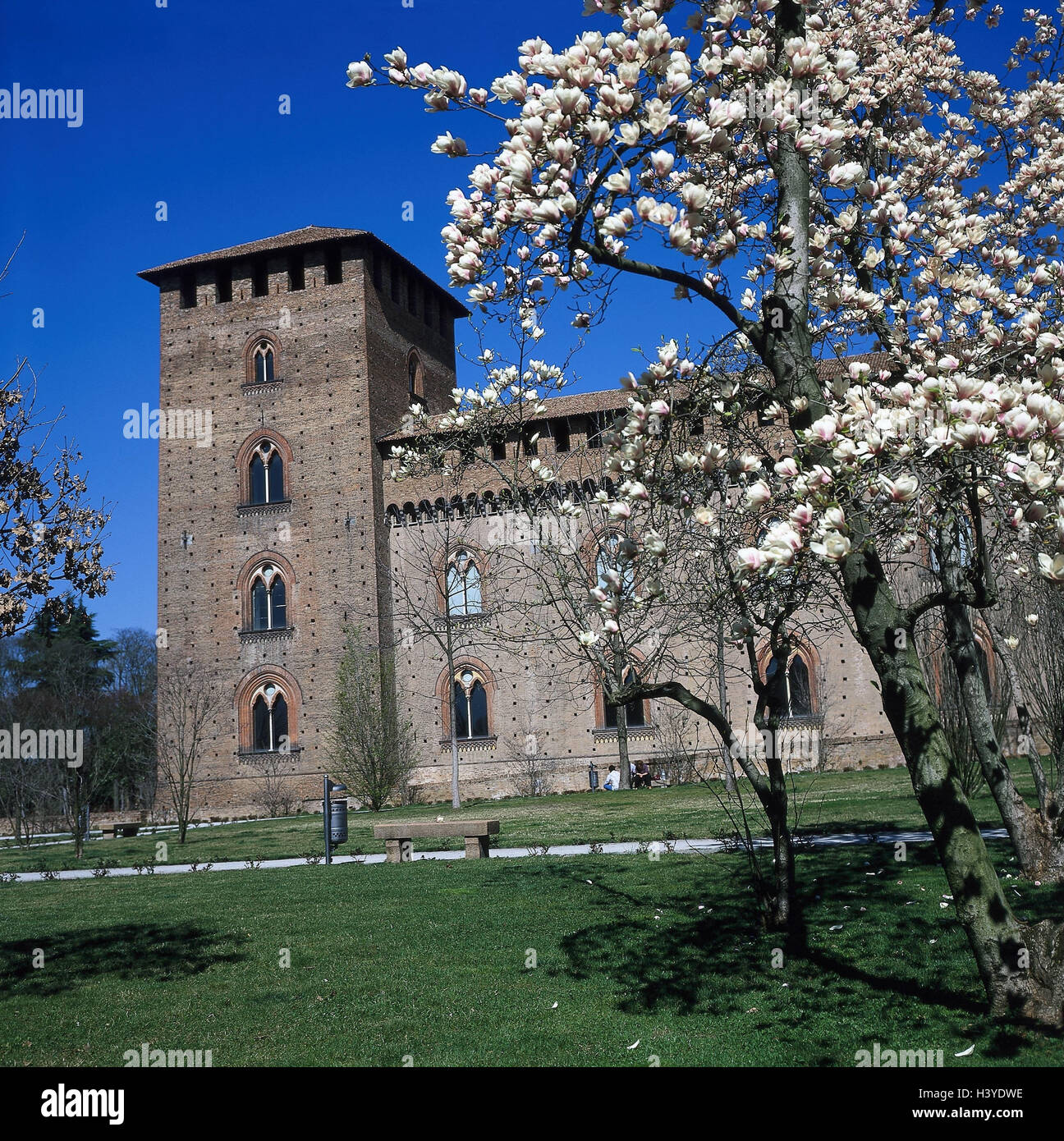 Italy, Lombardy, Pavia, Castello Visconteo, magnolia tree, blossom province Pavia, town, lock, museum, in 1360, former. Ruling seat the prince Visconti, place of interest, spring, Magnolia soulangiana, magnolia blossoms Stock Photo