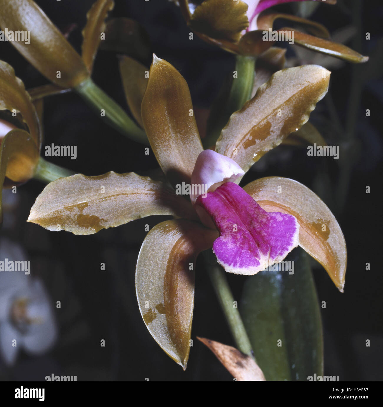 Orchid, Cattleya bicolor, blossom, close up, nature, botany, flora, plants, flowers, orchids, tropical orchids, orchid genus, Epidendrum, orchid plants, Orchidaceae, hybrids, Cattleya hybrids, Cattleya, blossom, orchid blossom Stock Photo