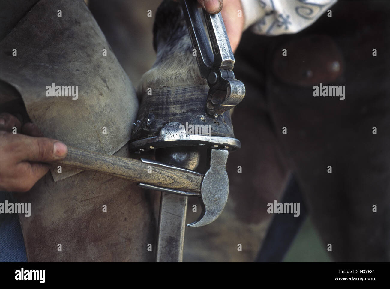 Horse, blacksmith, work, detail, man, occupation, riding horse, hoofs