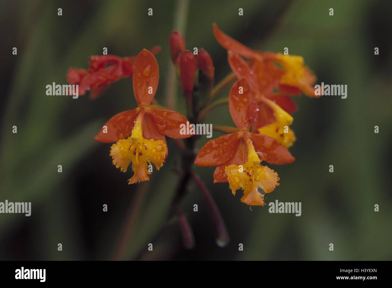Epidendrum Ballerina Orchid High Resolution Stock Photography and Images -  Alamy