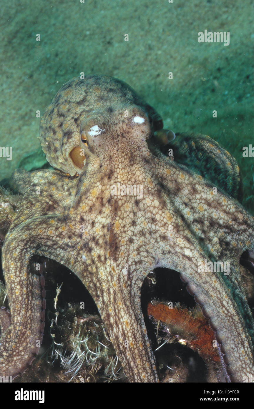 Common octopus, Octopus vulgaris, underwater recording, sea