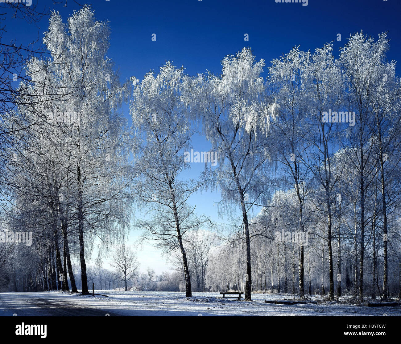 Germany, Upper Bavaria, game park, Poing, trees, hoarfrost, outside, Bavaria, park, nature reserve, park, meadow, winter, maturity, coldly, cold, nature, winter scenery Stock Photo