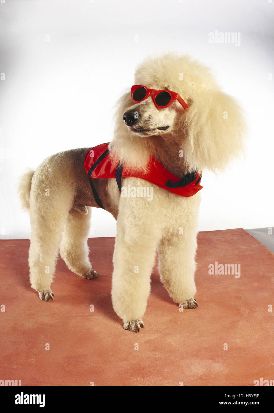 White Poodle Jacket White Poodle Jacket