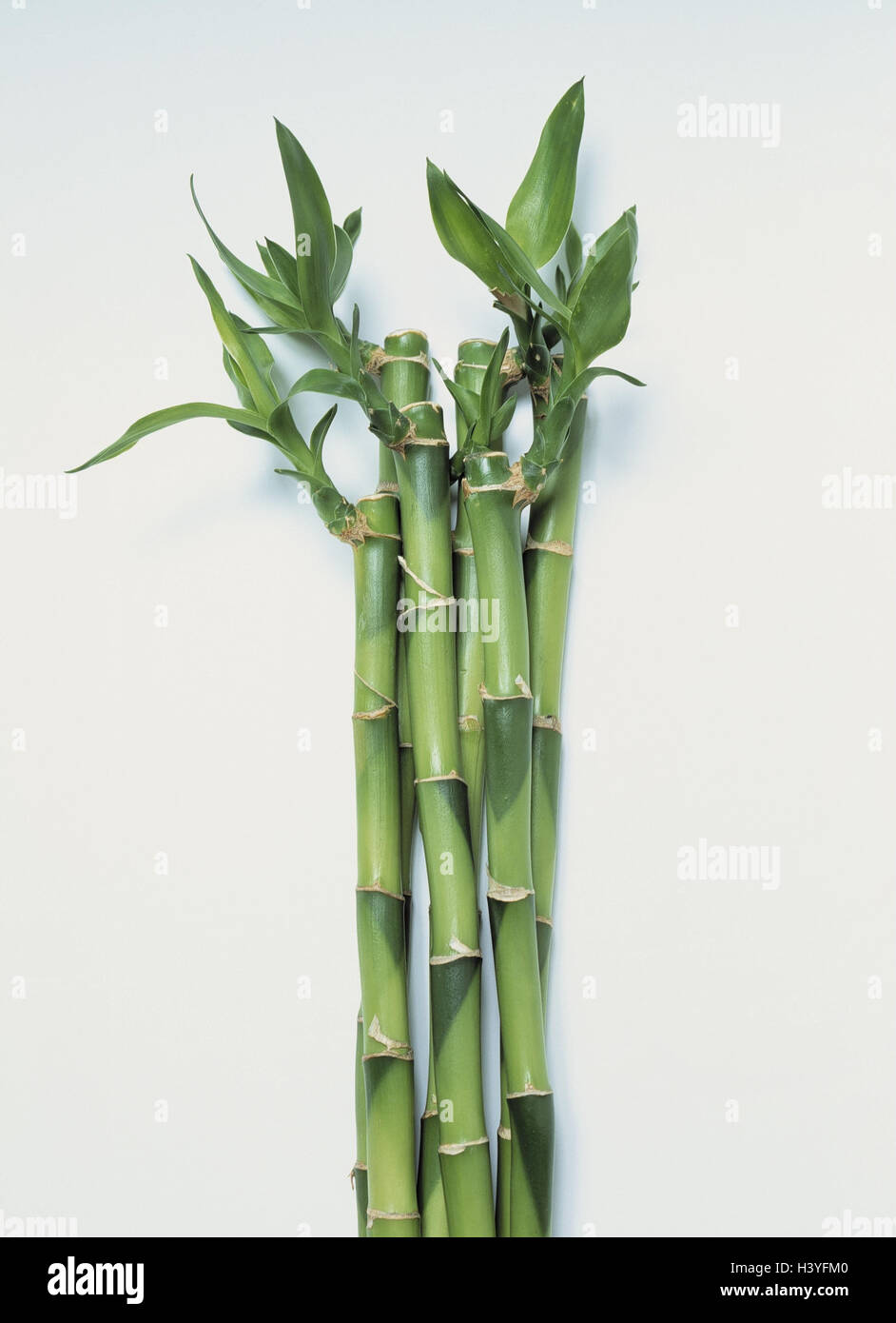 Luck bamboo, Dracaena fragrans 'Stedneri', ornamental plant, plants, green, stalk, just, leaves, instincts, green plant, indoor plant, 'Lucky Bamboo', icon, luck, success, health, Feng Shui, luck bringer, product photography, Still life, cut out, Stock Photo