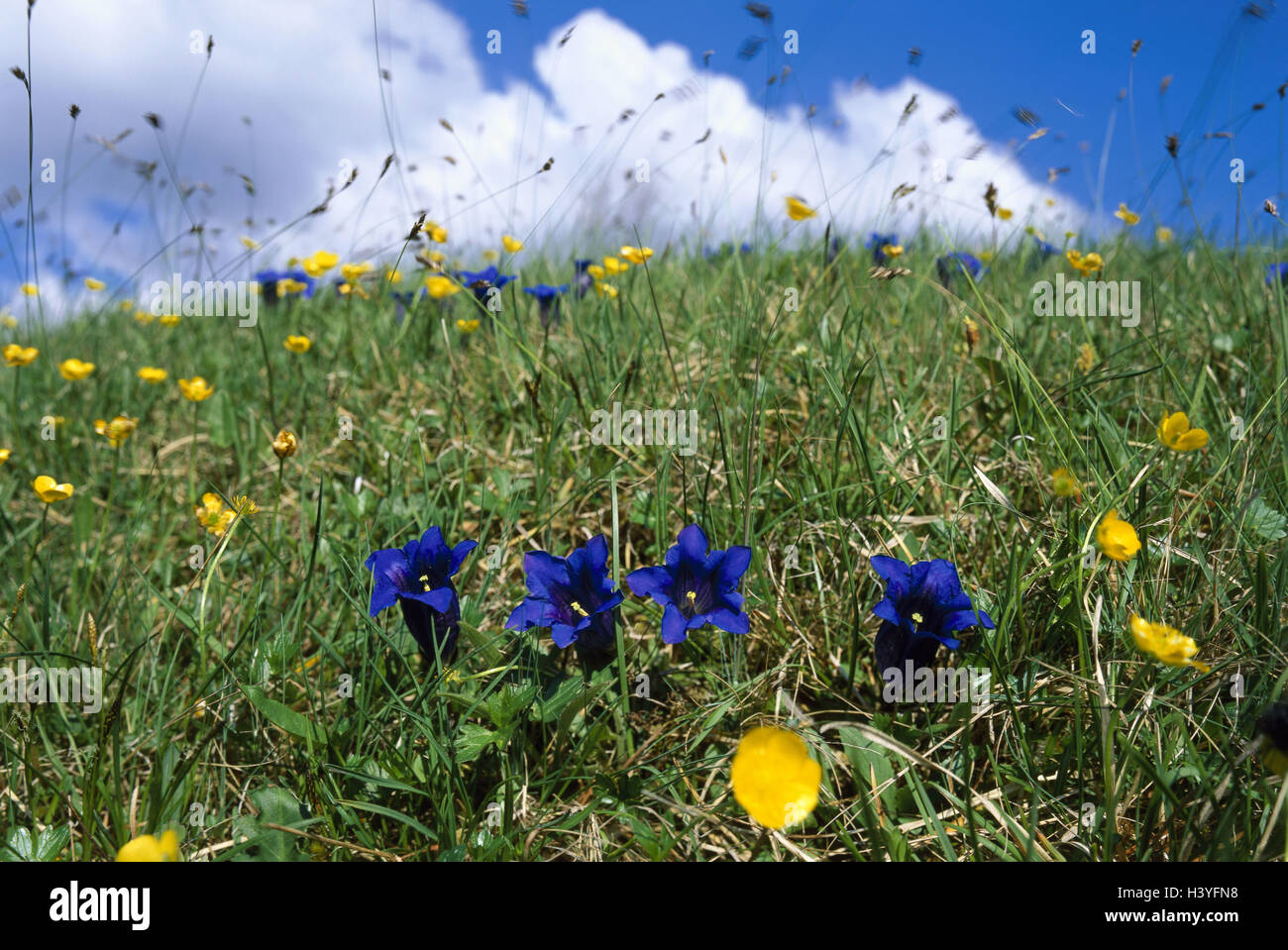 Mountain pasture, stalk batches gentians, Gentiana acaulis, mountain region, meadow, flower meadow, nature, botany, flora, vegetation, flowers, Alpine flowers, alp flower, gentian, gentian blossoms, blossoms, blossom blue, nature conservation, scenery, season, spring, cloudy sky, period bloom, from April to August Stock Photo