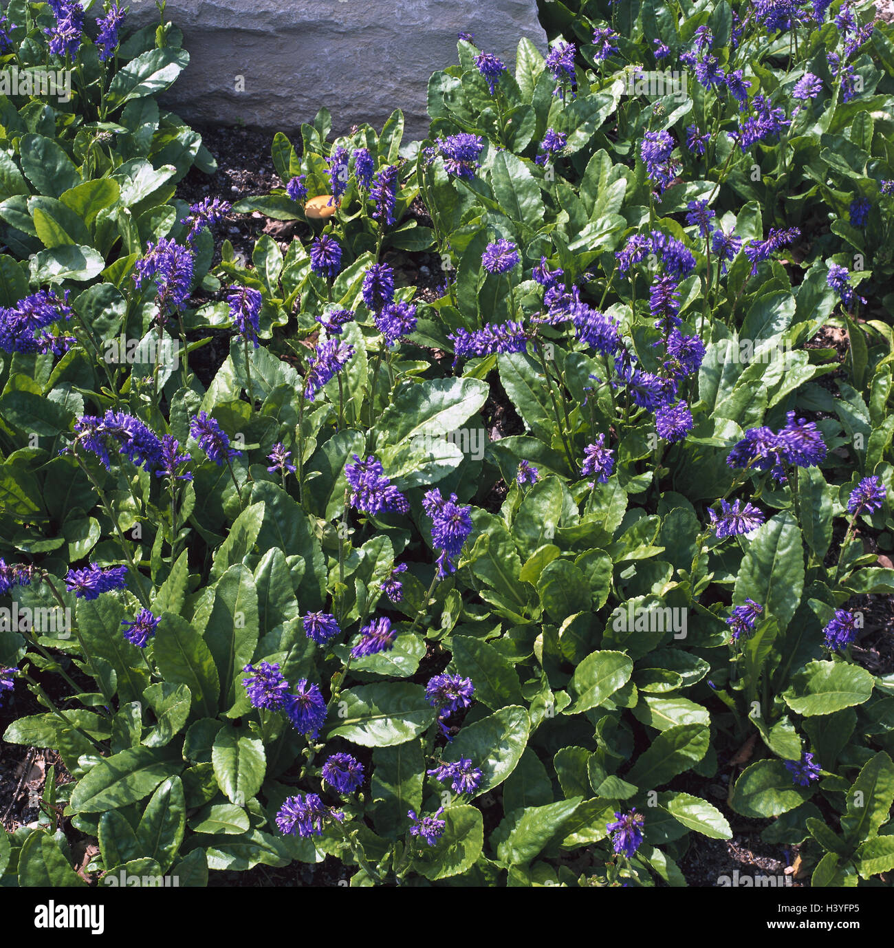 Carinthians Wulfenie, Wulfenia carinthiaca nature, botany, flora, plants, flowers, Alpine flowers, Alpine flora, Carinthian cow's step, Wulfenie, Rachenblütler, pharynx blossom plants, Scrophulariaceae, blossoms, blossom, blue, period bloom, from July to Stock Photo