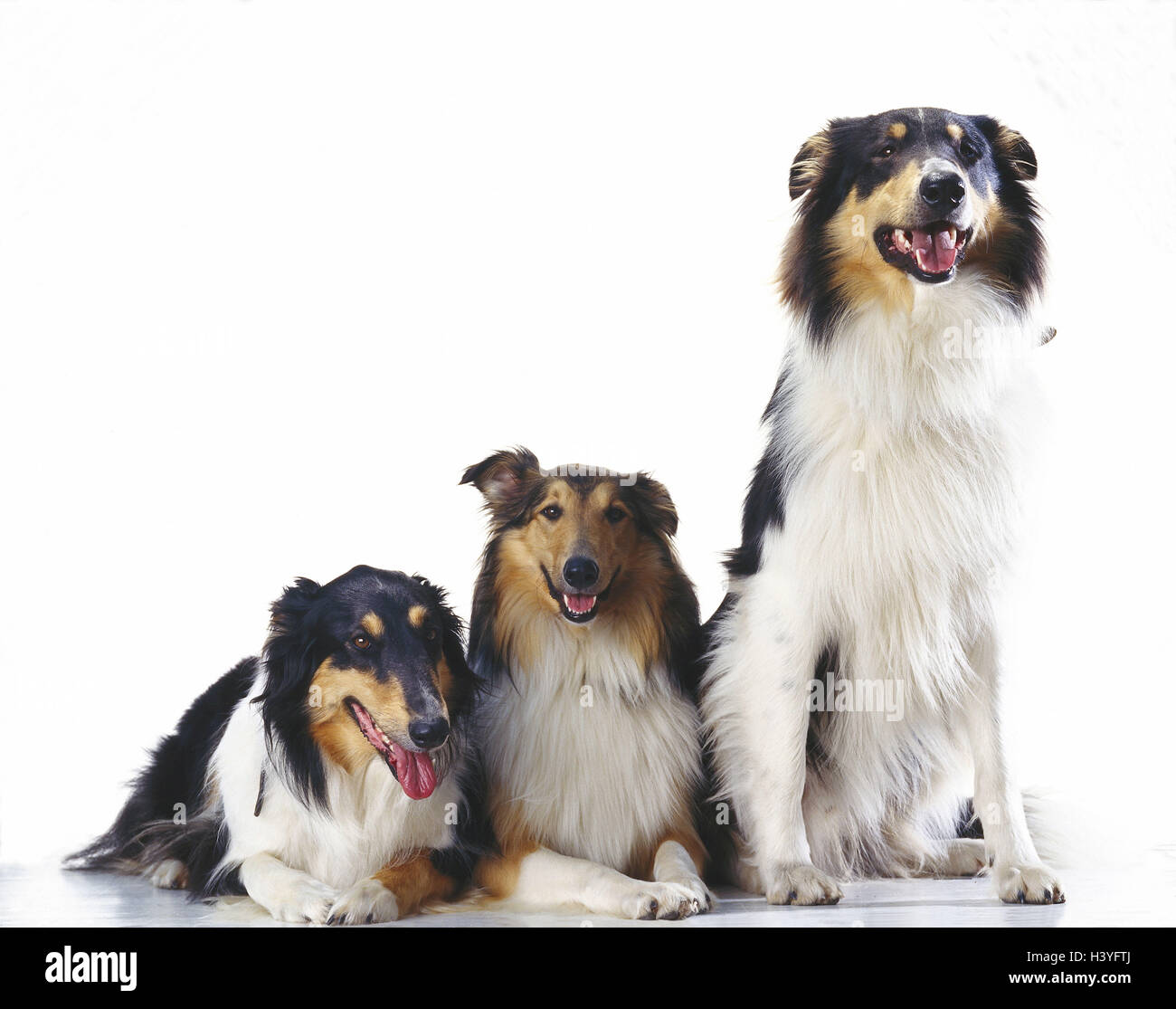 Long hair dogs hi-res stock photography and images - Alamy