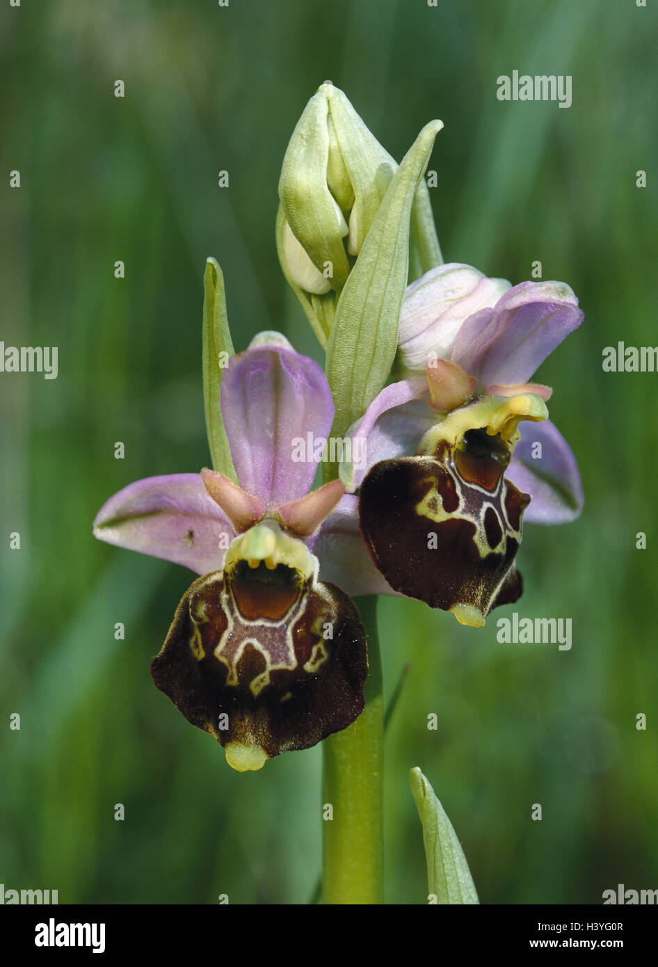 Hummel-Ragwurz, Ophrys fuciflora, blossoms nature, botany, flora, plants, flowers, orchids, domestic orchids, orchid plants, Ophrys, Hummelragwurz, Ophrys holoserica, protected plants, wild plants, wild flowers, orchis plants, orchid blossoms Stock Photo