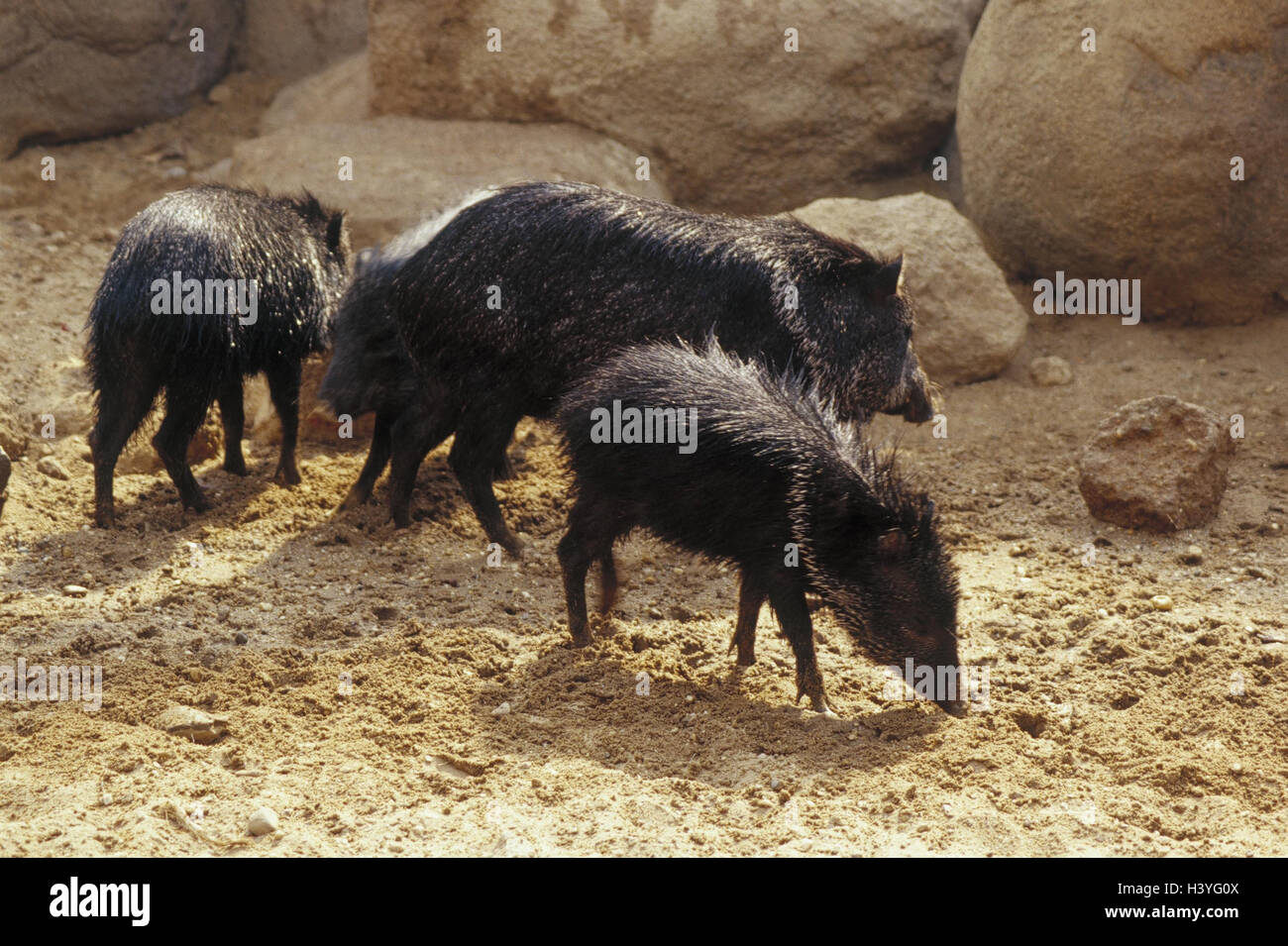 Zoo, Halbandpekaris, Tayassu tajacu, mother animal, young animals, outside, animals, zoo animals, belly-button pigs, new world pigs, wild animals, mammals, whole bodies, preview Stock Photo