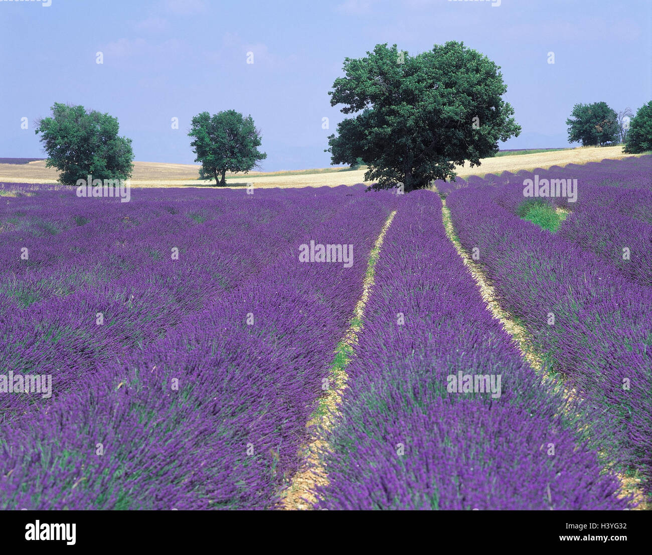 France, Provence, lavender field, Lavandula spec., Europe, scenery, field, cultivation, lavender, agriculture, economy, plants, useful plants, field economy, trees, broad-leaved trees, nature Stock Photo