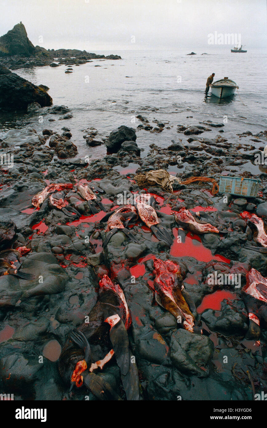 Alaska, the Aleutian Islands Iceland, coast, bloodbath, northern sea