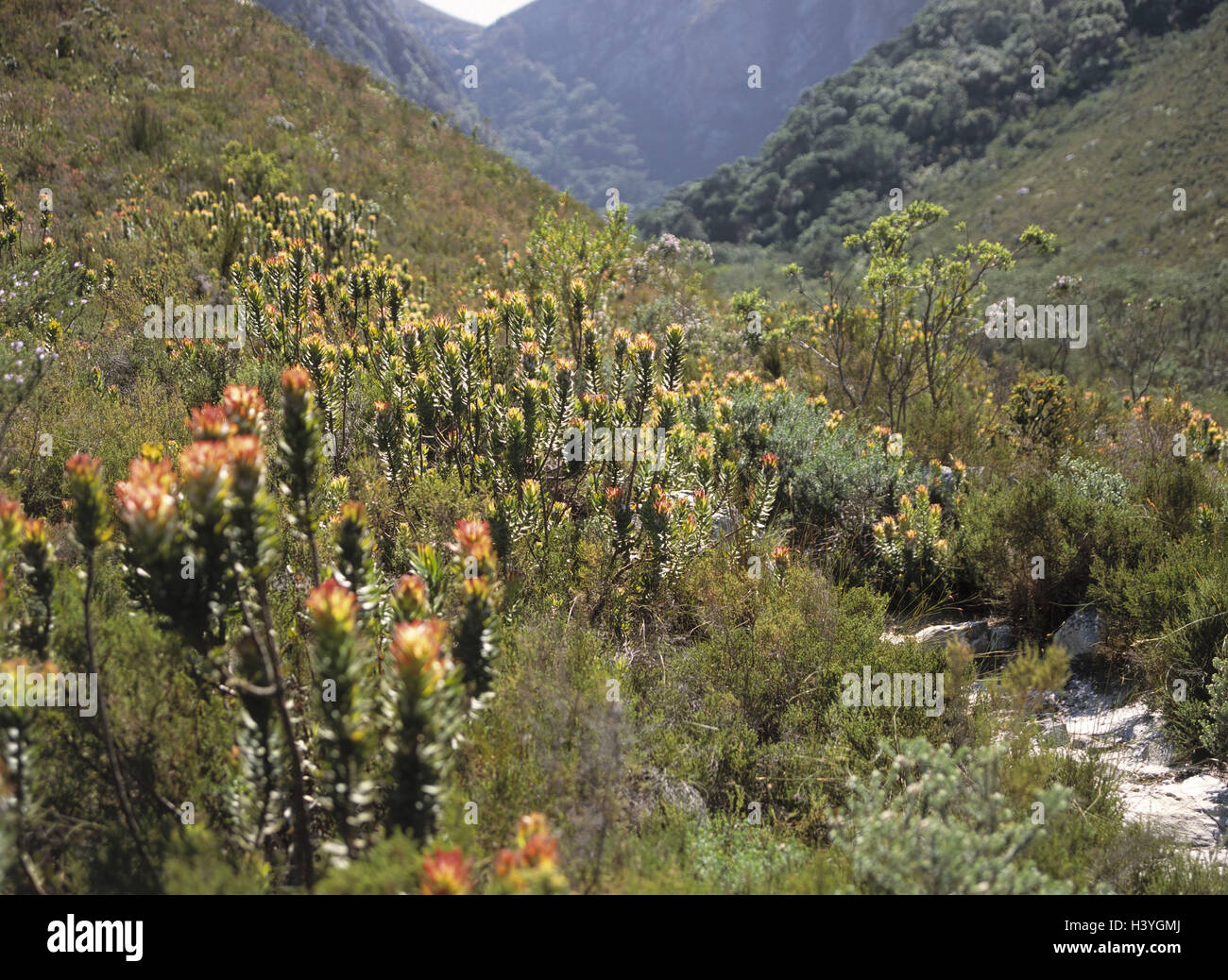 South, Africa, west cape, Betty's Bay, Harold Porter National Botanical Garden, footpath, vegetation, mountain landscape, Africa, South, Africa, province western cape, the Cape Province, travelling route, travelling path, Trail, plants, Fynbos, Proteas, M Stock Photo