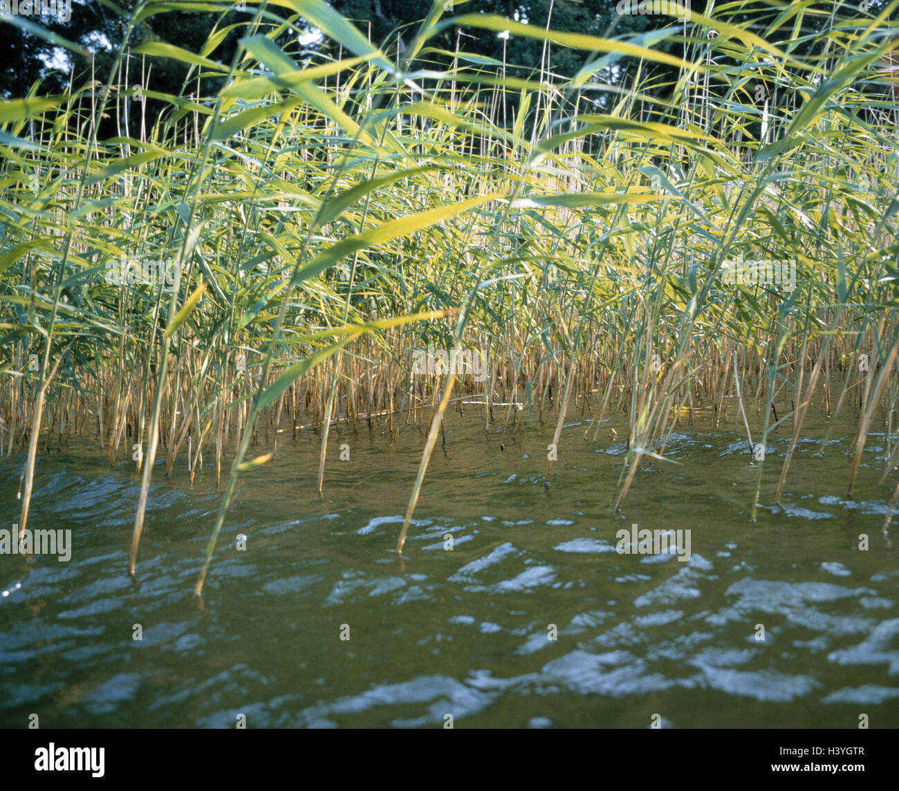 Reed, lake, detail, water surface, grass, water plant, Stock Photo