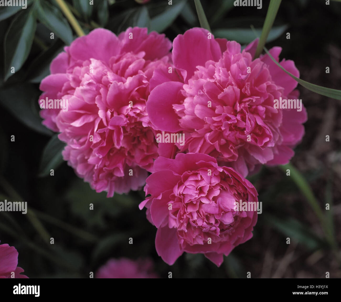 Peonies, Paeonia officinalis, plant, plants, flower, flowers, medicinal plants, medicinal plants, herbs, medicament plants, nature drugs, herb, peony plants, Paeoniaceae, peony, real peony, pawn peony, pawn rose, gout rose, clap rose, Paeonia, blossoms, p Stock Photo