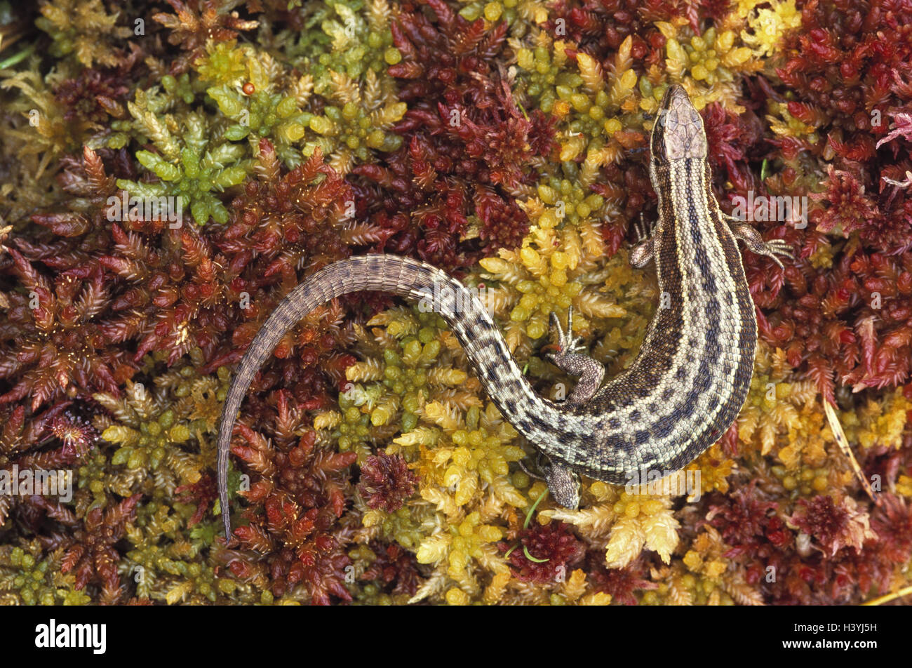 Moss, forest lizard, Lacerta vivipara, females, pregnant mountain