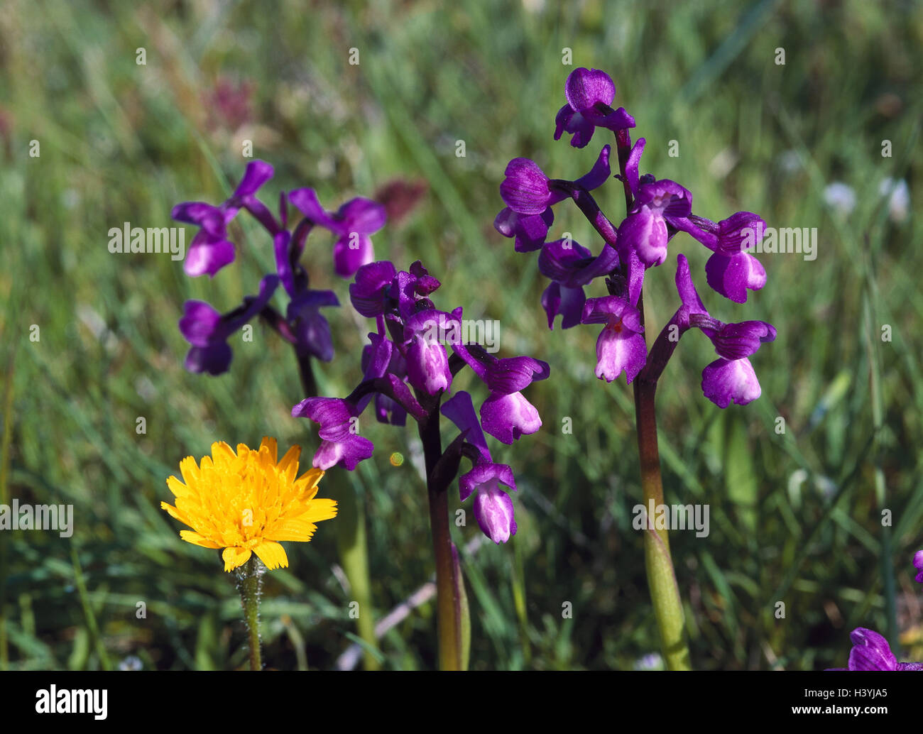 Loose-flower orchis, Orchis laxiflora nature, botany, flora, meadow, Orchidaceae, orchis plants, domestic orchids, orchis, blossoms, blossom, mauve Stock Photo