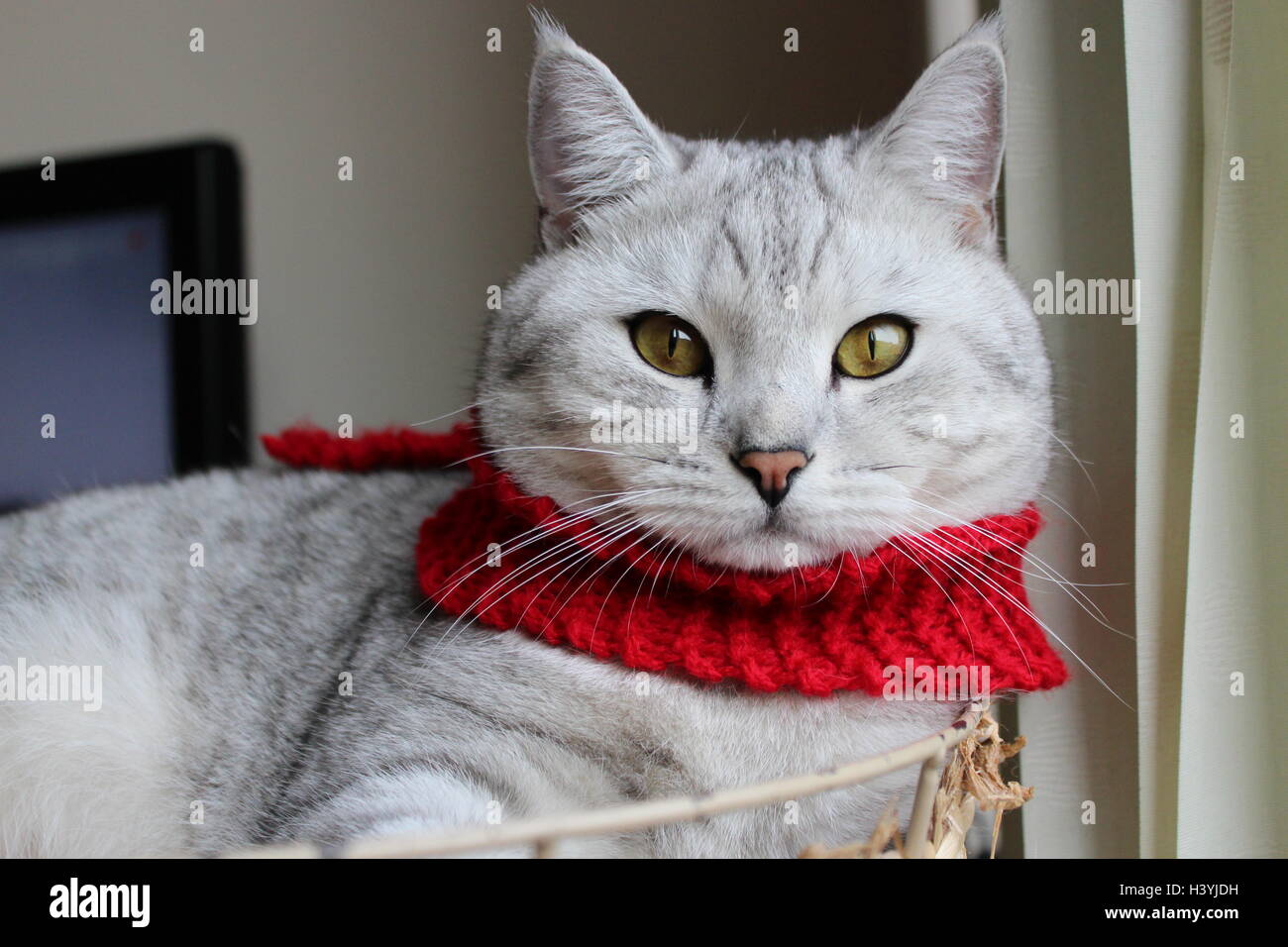 British Shorthair cat in scarf Stock Photo