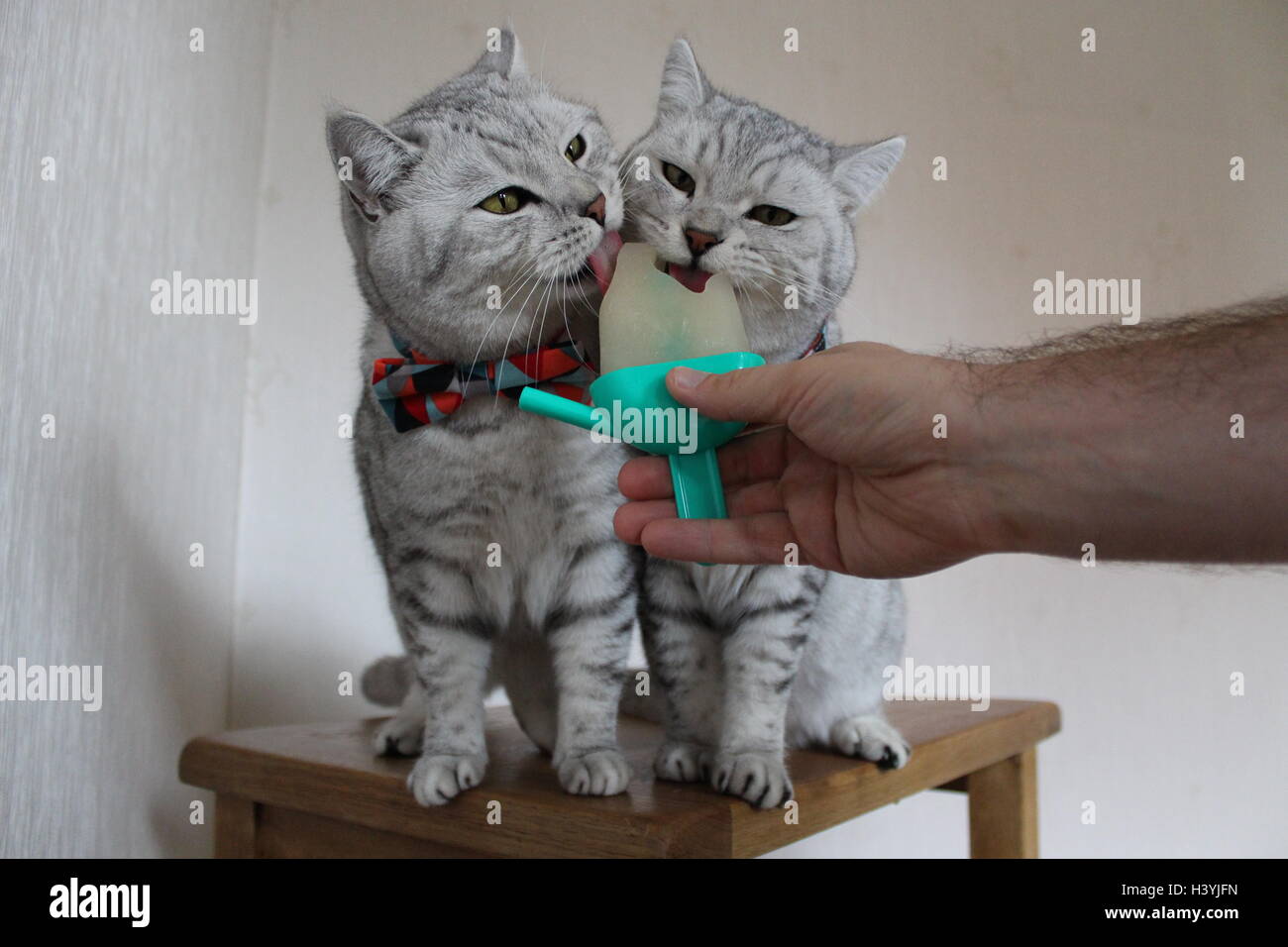 Two British Shorthair cats eating an ice lolly Stock Photo Alamy