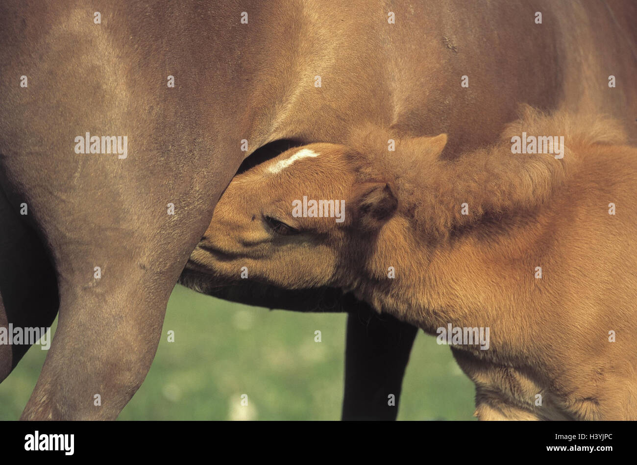 Uncloven hoofed animals hi-res stock photography and images - Page 2 - Alamy