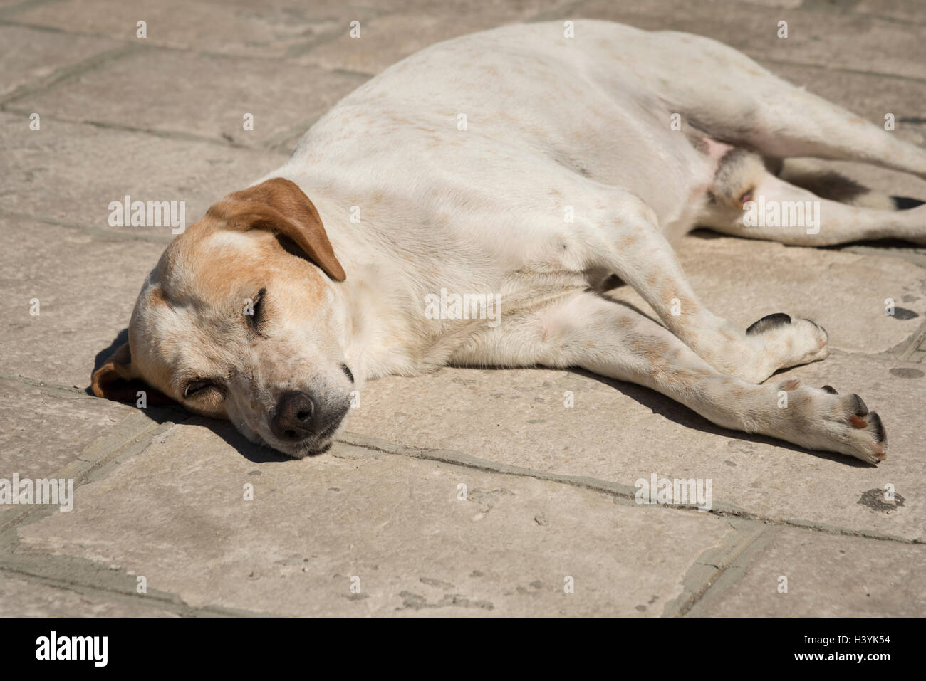 A mongrel dog sleeping in the hot sun on a stone path in the summer.  Let sleeping dogs lie. Stock Photo