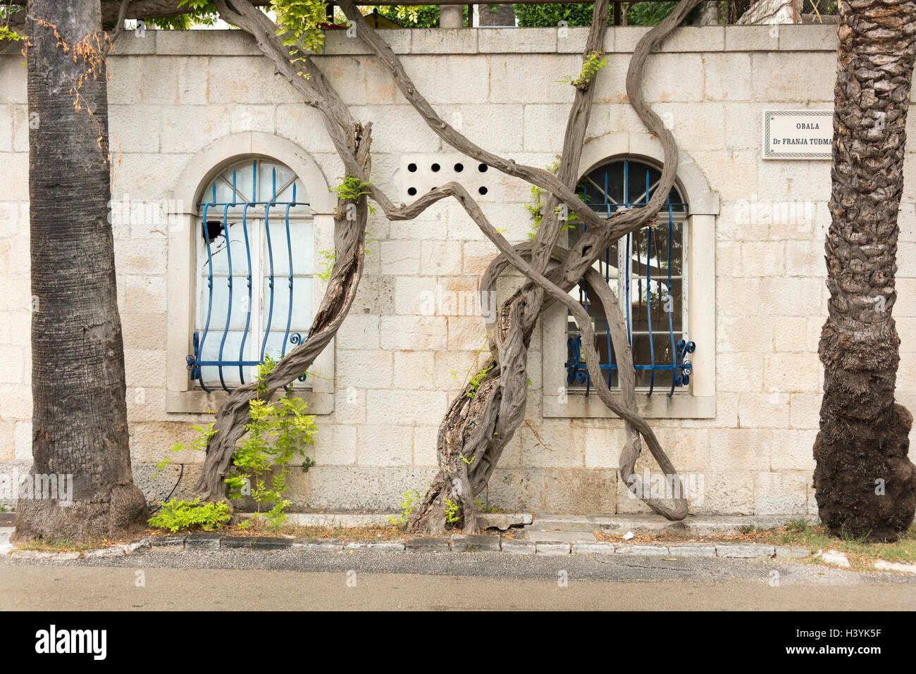 The twisted trunk of a vine plant growing up the side of an old stone building in Orebic Croatia Stock Photo