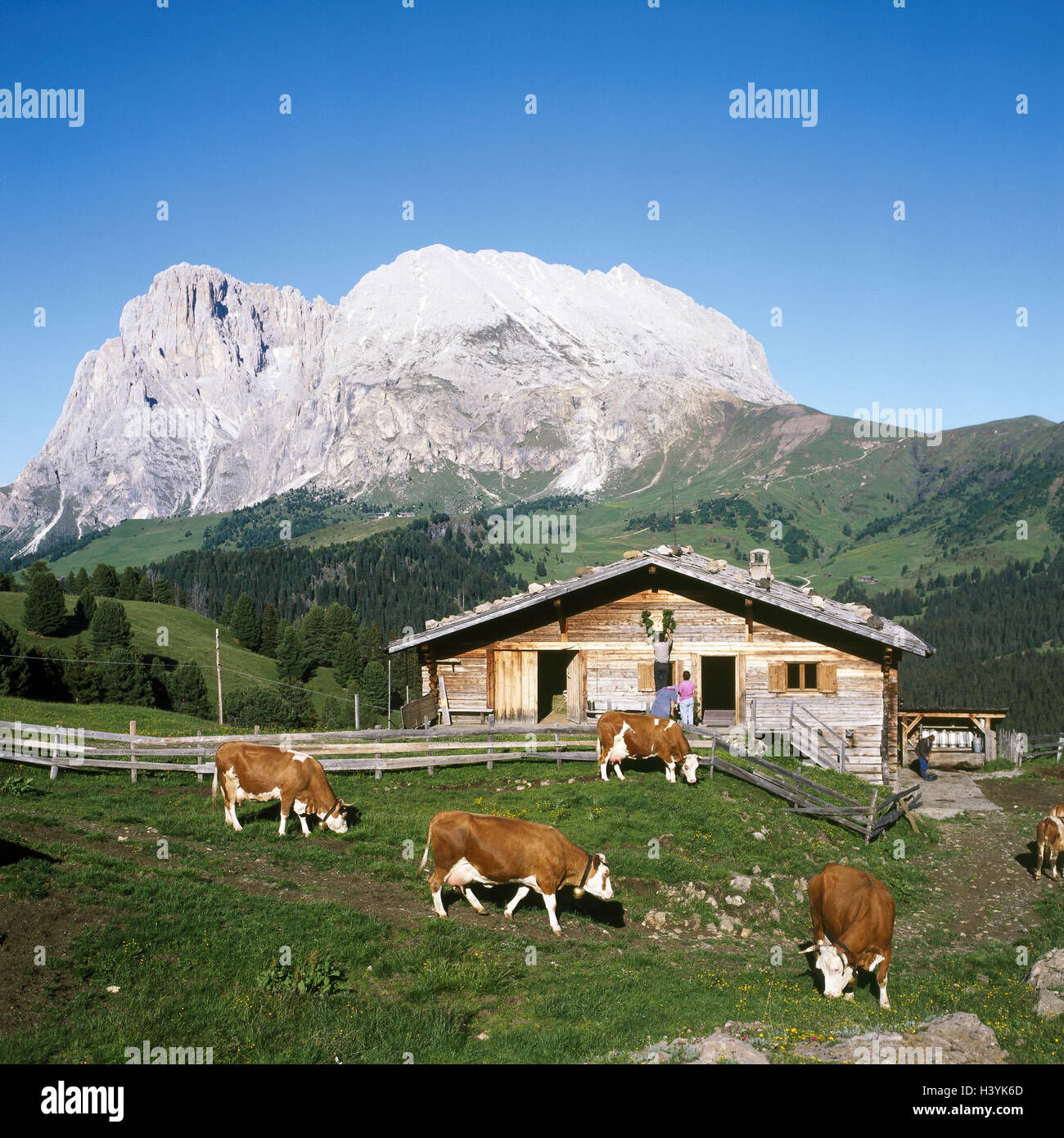 Italy, South Tyrol, the Dolomites, region Seiser alp, alpine hut, cows, Europe, alps, south alps, mountain landscape, mountains, mountains, scenery, alp, alp company, cattles, hut, cattle ranching, benefit animals Stock Photo
