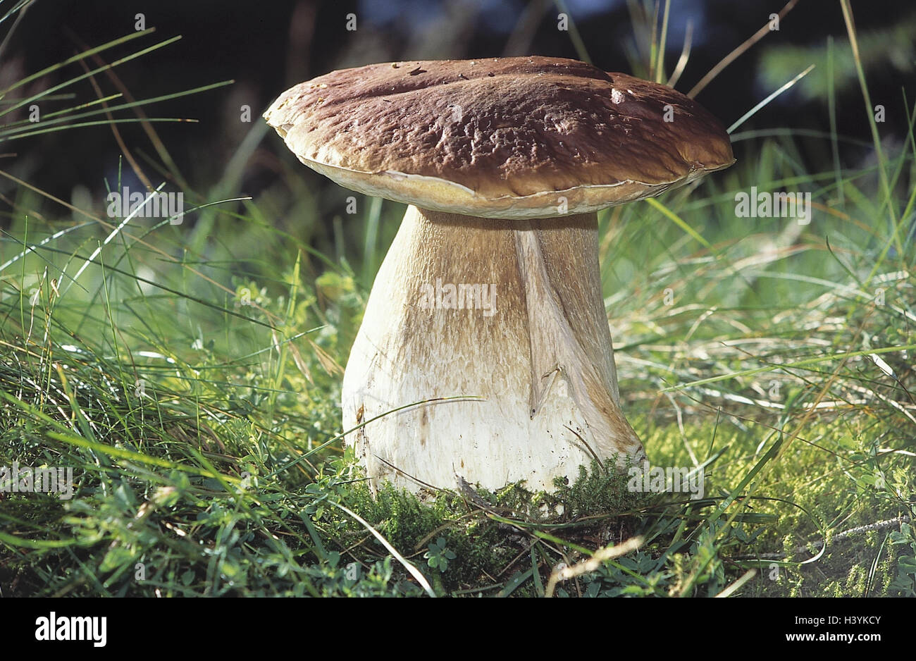 Cep, Boletus edulis fungus, edible mushrooms, Lord's fungus, noble fungus, Röhrling, eatable, innocuous, edible mushrooms, fungus sort, outside Stock Photo
