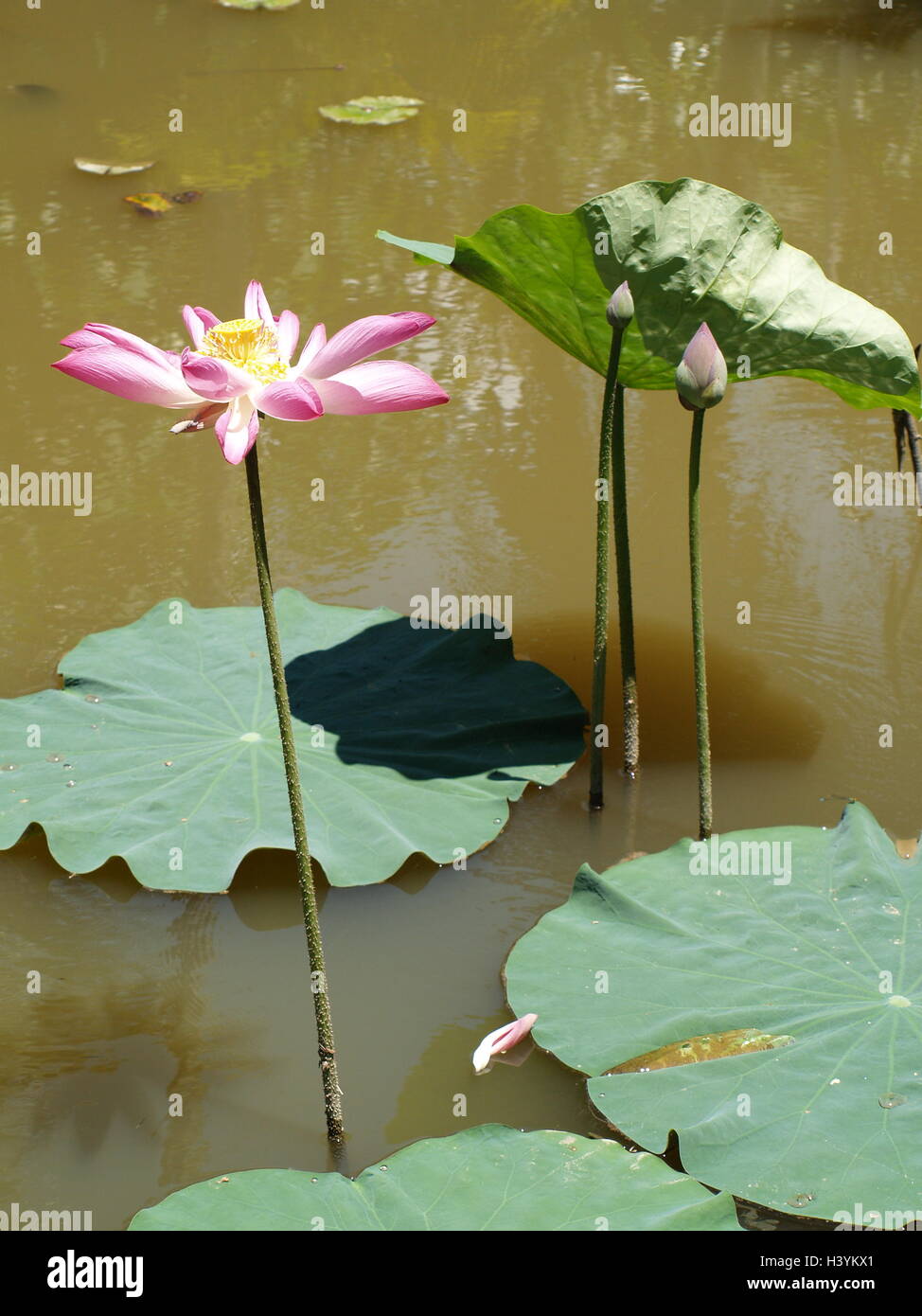 Lotus flower and plants Stock Photo Alamy