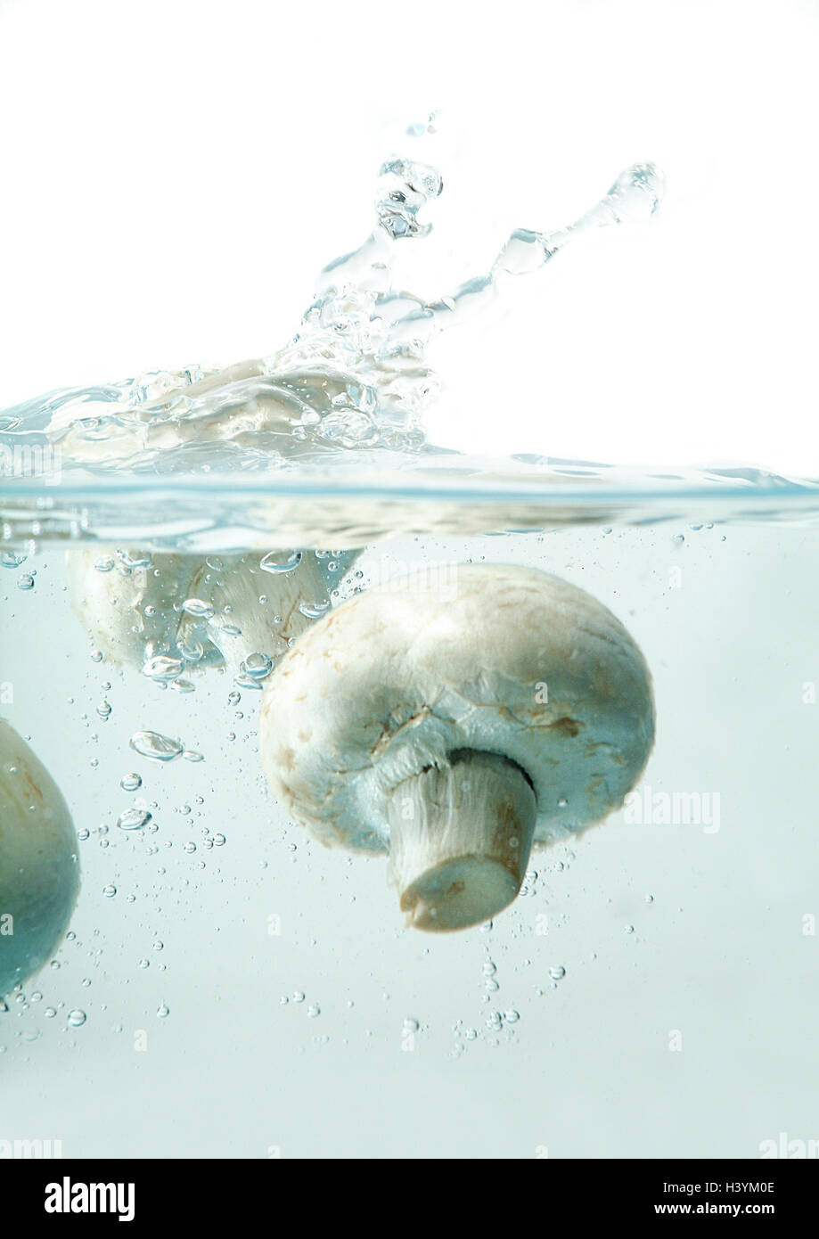 Champignons, water, dive, fungus, fungi, champignon, Agaricus, white