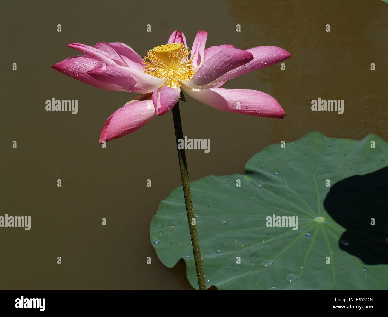 Lotus flower and plants Stock Photo Alamy